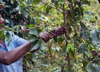 Pronto florecerán nuevamente los cafetales en la región Mazateca.