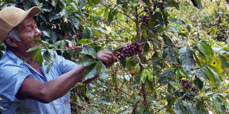 Pronto florecerán nuevamente los cafetales en la región Mazateca.
