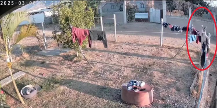 VIDEO | ¡Le bajan los calzones! Saquea tendedero en San Pablo Huixtepec, ¿broma o una alerta de comportamientos peligrosos?