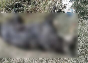 Se realizó un recorrido por la colonia donde pudieron recuperar los cuerpos de 8 animales.