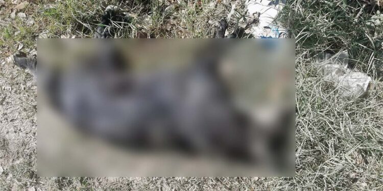 Se realizó un recorrido por la colonia donde pudieron recuperar los cuerpos de 8 animales.