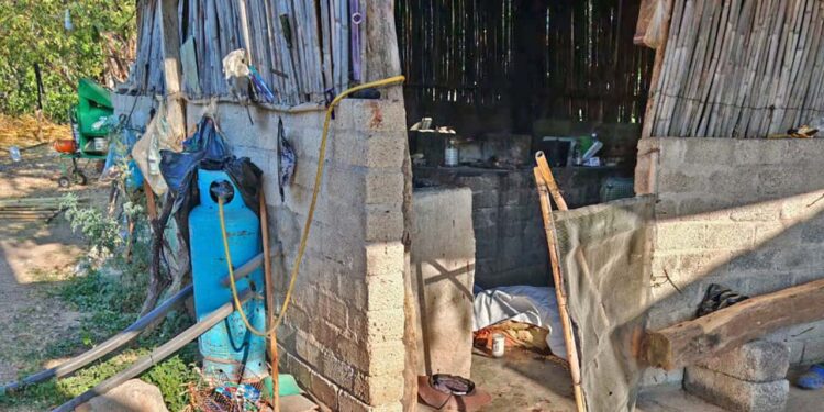 Un hombre de 73 años murió atacado por abejas.