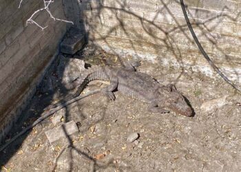 Hallan caimán en fosa dentro de un domicilio en San Pablo Huixtepec