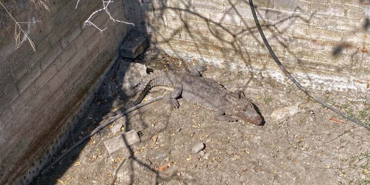 Hallan caimán en fosa dentro de un domicilio en San Pablo Huixtepec