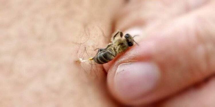 Foto: internet – ilustrativa // Las atenciones médicas por picadura de abeja muestran un aumento acelerado en lo que va del año.