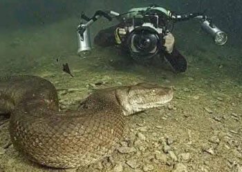 ¡Un encuentro aterrador y fascinante! Fotógrafo captura a la anaconda gigante en su hábitat natural
