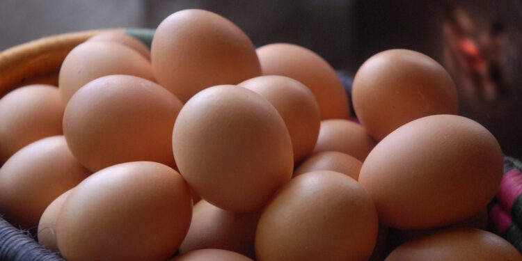 ¡Sin huevos Estados Unidos! Aumenta su contrabando ante el alza de precios por la gripe aviar