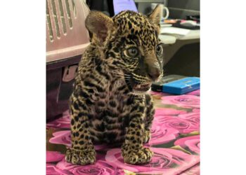 Aseguran una cachorra de jaguar en Oaxaca tras denuncia pública sobre su venta ilegal