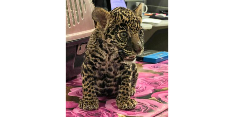 Aseguran una cachorra de jaguar en Oaxaca tras denuncia pública sobre su venta ilegal