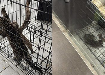 ¡Venden jaguar bebé en tienda de Oaxaca! Denuncia pública genera indignación y exige acción urgente de autoridades