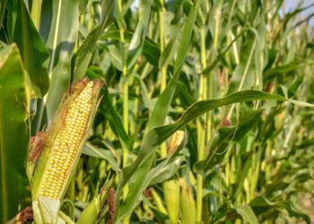 Es el segundo año consecutivo en el cual México es el principal comprador de ese grano estadounidense.