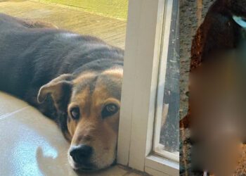 ¡Crueldad despiadada! Envenenan a una perrita y desatan la indignación en Xoxocotlán