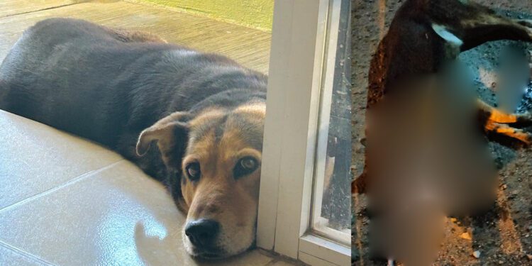 ¡Crueldad despiadada! Envenenan a una perrita y desatan la indignación en Xoxocotlán
