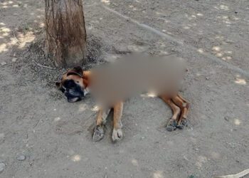 ¡Imparable la crueldad animal en Oaxaca! Abandonan a perrito moribundo