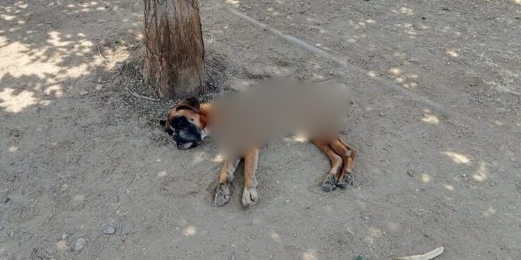 ¡Imparable la crueldad animal en Oaxaca! Abandonan a perrito moribundo