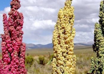 La quinoa: un superalimento lleno de potasio, proteína y adaptabilidad para una dieta saludable