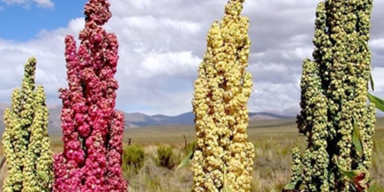 La quinoa: un superalimento lleno de potasio, proteína y adaptabilidad para una dieta saludable