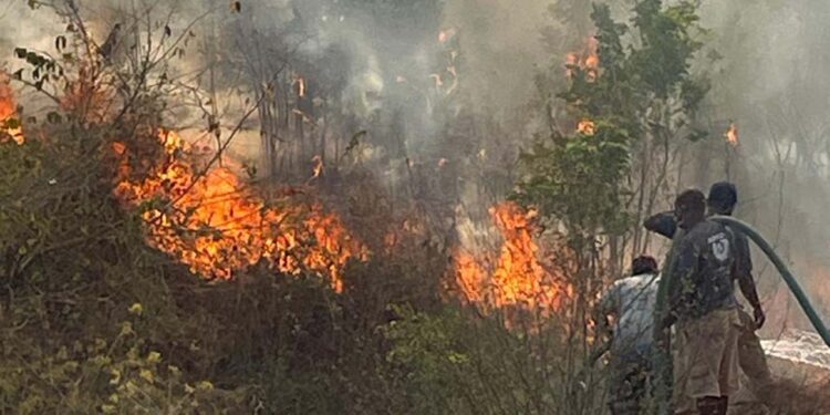 Foto: Raúl Laguna // La temporada de incendios también se perfila muy dañina para este año.