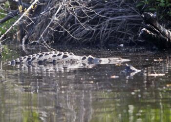 El réptil fue trasladado con éxito al santuario de cocodrilos ubicado en Playa Ventanilla.