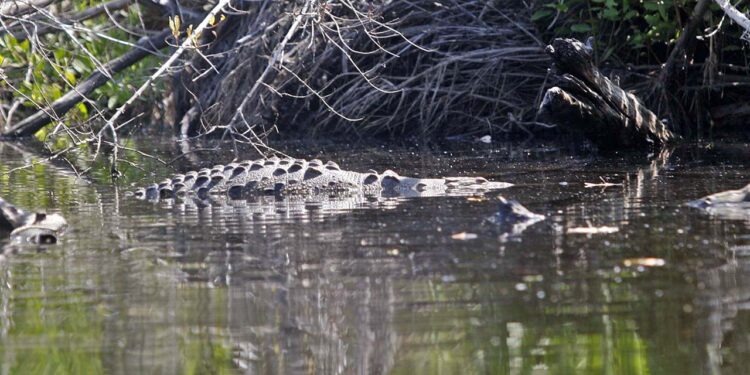 El réptil fue trasladado con éxito al santuario de cocodrilos ubicado en Playa Ventanilla.