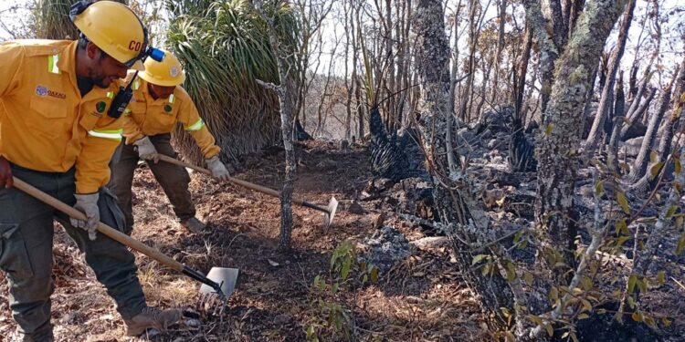 Foto: Gobierno de Oaxaca // Intenso combate al fuego en la zona de Santa Cruz Xitla.