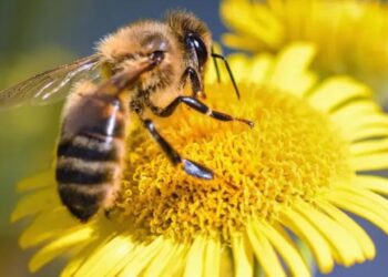 ¿Qué significa que una abeja entre a tu casa? El poderoso mensaje espiritual detrás de su visita