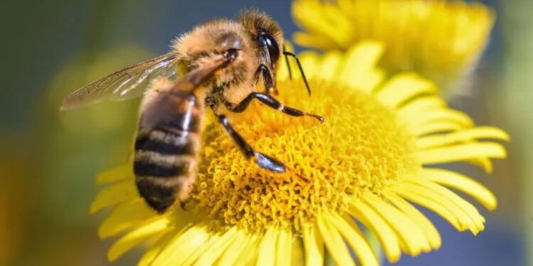¿Qué significa que una abeja entre a tu casa? El poderoso mensaje espiritual detrás de su visita