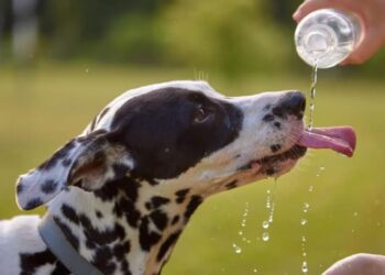 Cuidado con el calor: ¿cómo saber si tu mascota está en peligro?