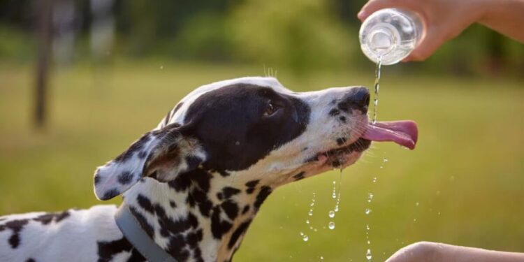 Cuidado con el calor: ¿cómo saber si tu mascota está en peligro?