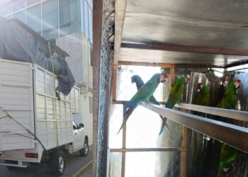 ¡Lo agarran con aves en peligro de extinción!