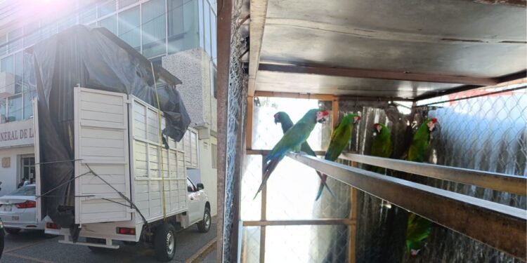 ¡Lo agarran con aves en peligro de extinción!