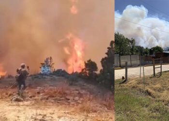 VIDEO | ¡Infierno en la Sierra Sur! Bosques devastados y sin recursos para sofocar las llamas