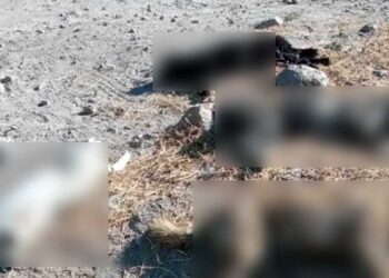 Foto: @CariGarcias // Se encontraron varios perros muertos con signos evidentes de intoxicación.