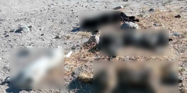 Foto: @CariGarcias // Se encontraron varios perros muertos con signos evidentes de intoxicación.