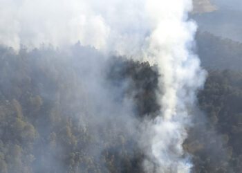 Los casos más graves se reportan en Sinaloa con 13,398 ha., Durango, 9,027 ha.; Guerreros, 6,119 ha; y Zacatecas, 5,420 ha.
