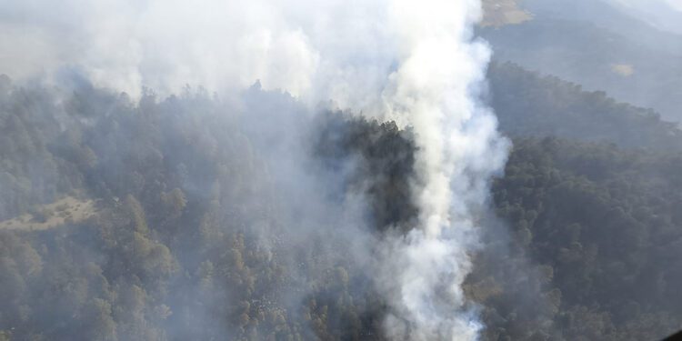 Los casos más graves se reportan en Sinaloa con 13,398 ha., Durango, 9,027 ha.; Guerreros, 6,119 ha; y Zacatecas, 5,420 ha.