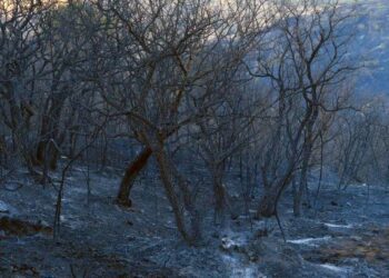 Foto: cortesía // Parte de la zona calcinada por el fuego voraz.