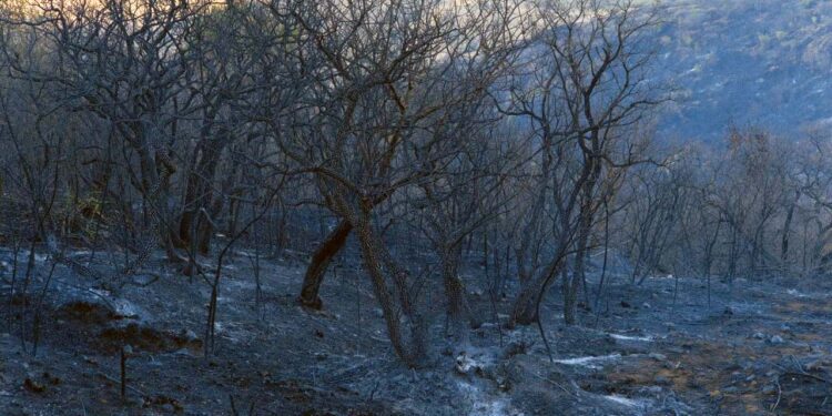 Foto: cortesía // Parte de la zona calcinada por el fuego voraz.