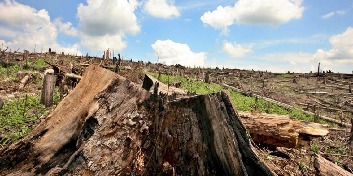 Cómo la pérdida de biodiversidad en México amenaza nuestra salud y el ...