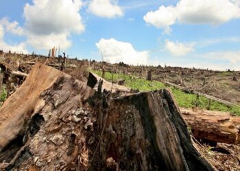 Cómo la pérdida de biodiversidad en México amenaza nuestra salud y el planeta