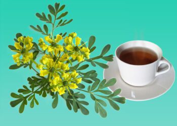 Té de Ruda: Beneficios, Usos Medicinales y Contraindicaciones