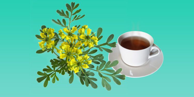Té de Ruda: Beneficios, Usos Medicinales y Contraindicaciones