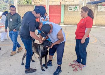 Se busca prevenir la rabia en animales de compañía como perros y gatos.