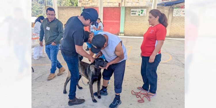 Se busca prevenir la rabia en animales de compañía como perros y gatos.