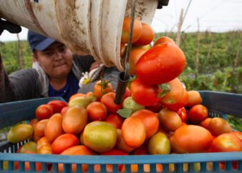 EU golpea al tomate mexicano con arancel, ¿Cuánto es y cuándo entra en vigor?