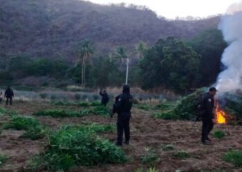 Descubren y destruyen plantío de mariguana en San Pedro Totolapan