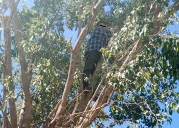 Tras las rejas por poda de árbol sin el permiso correspondiente.