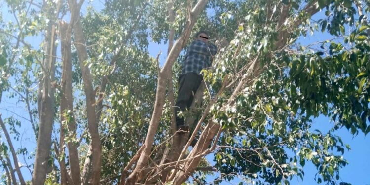 Tras las rejas por poda de árbol sin el permiso correspondiente.