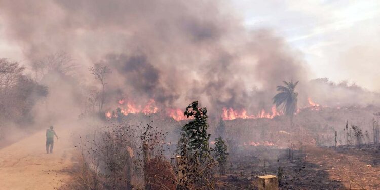 El incendio lleva dos días consumiendo flora y fauna.