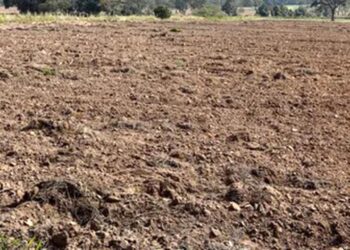 Lucen desolados terrenos mazatecos ante falta de trabajadores agrícolas